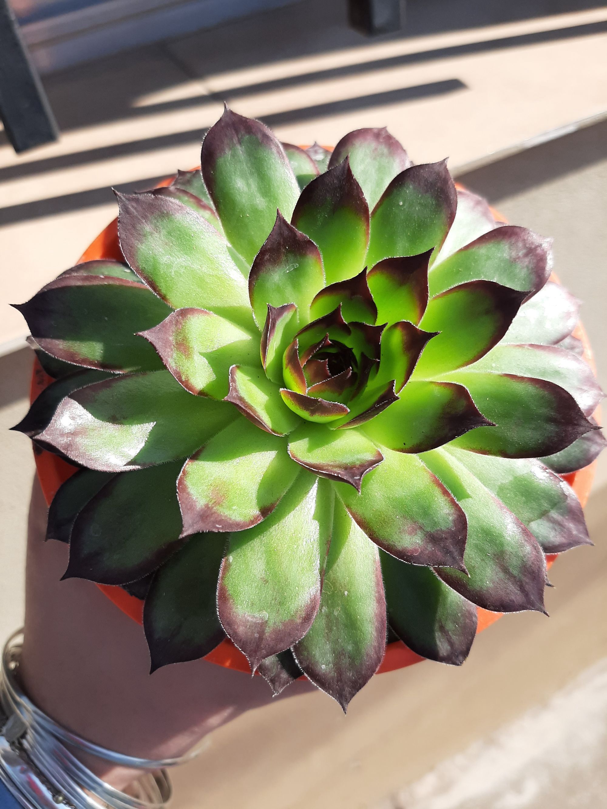 🌺