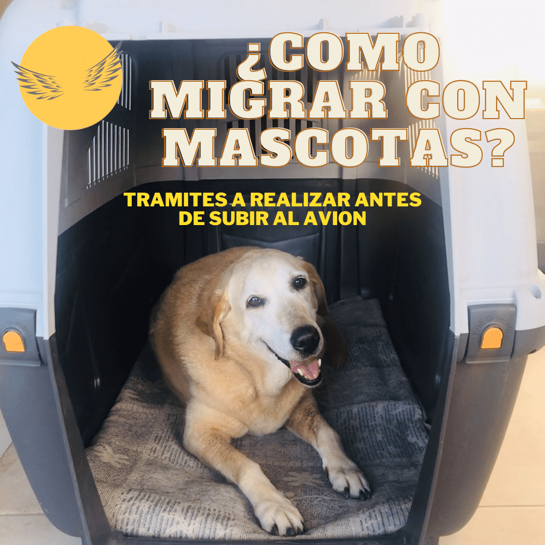 ¿Cómo migrar con mascotas?