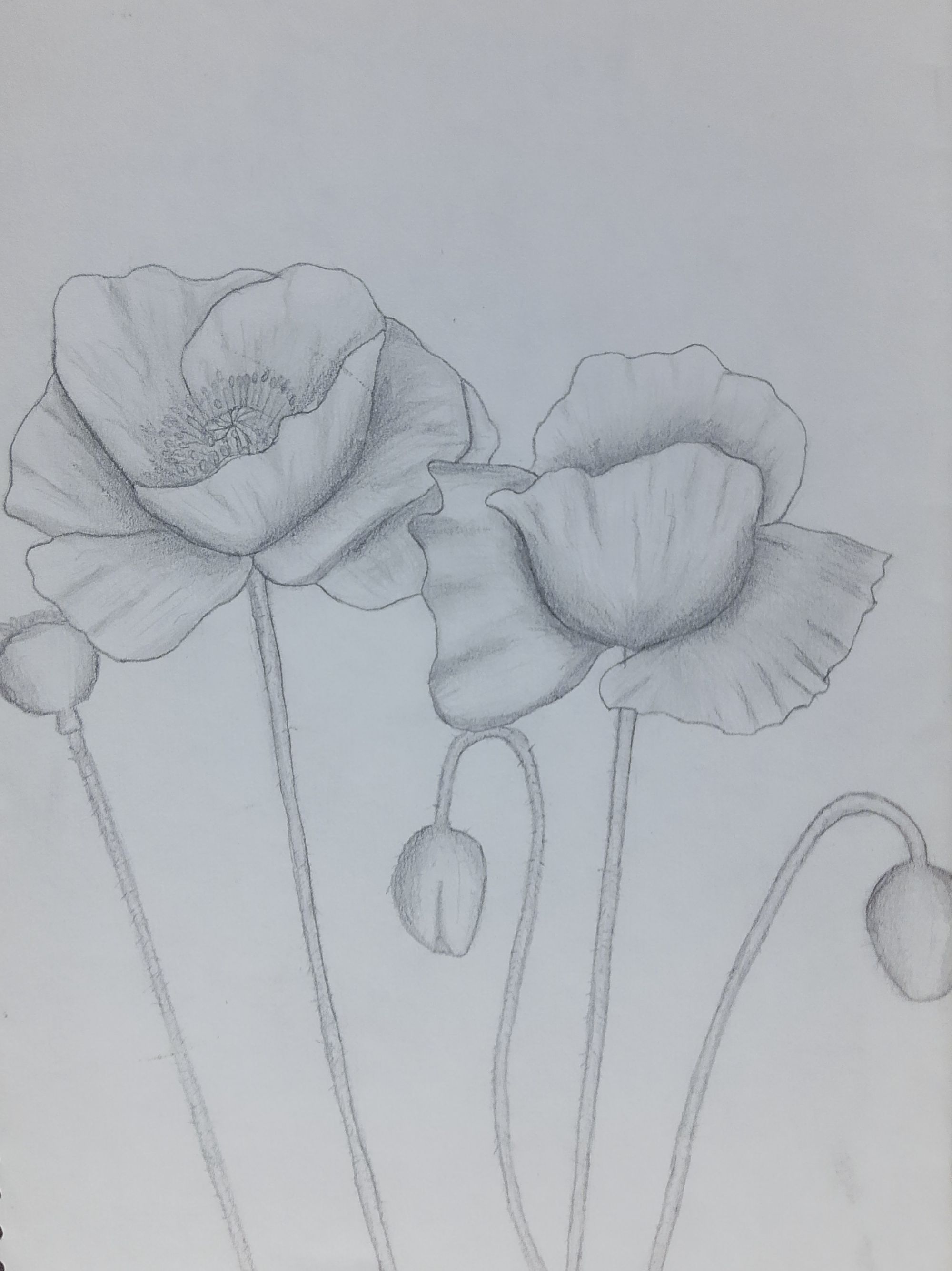 Amapolas