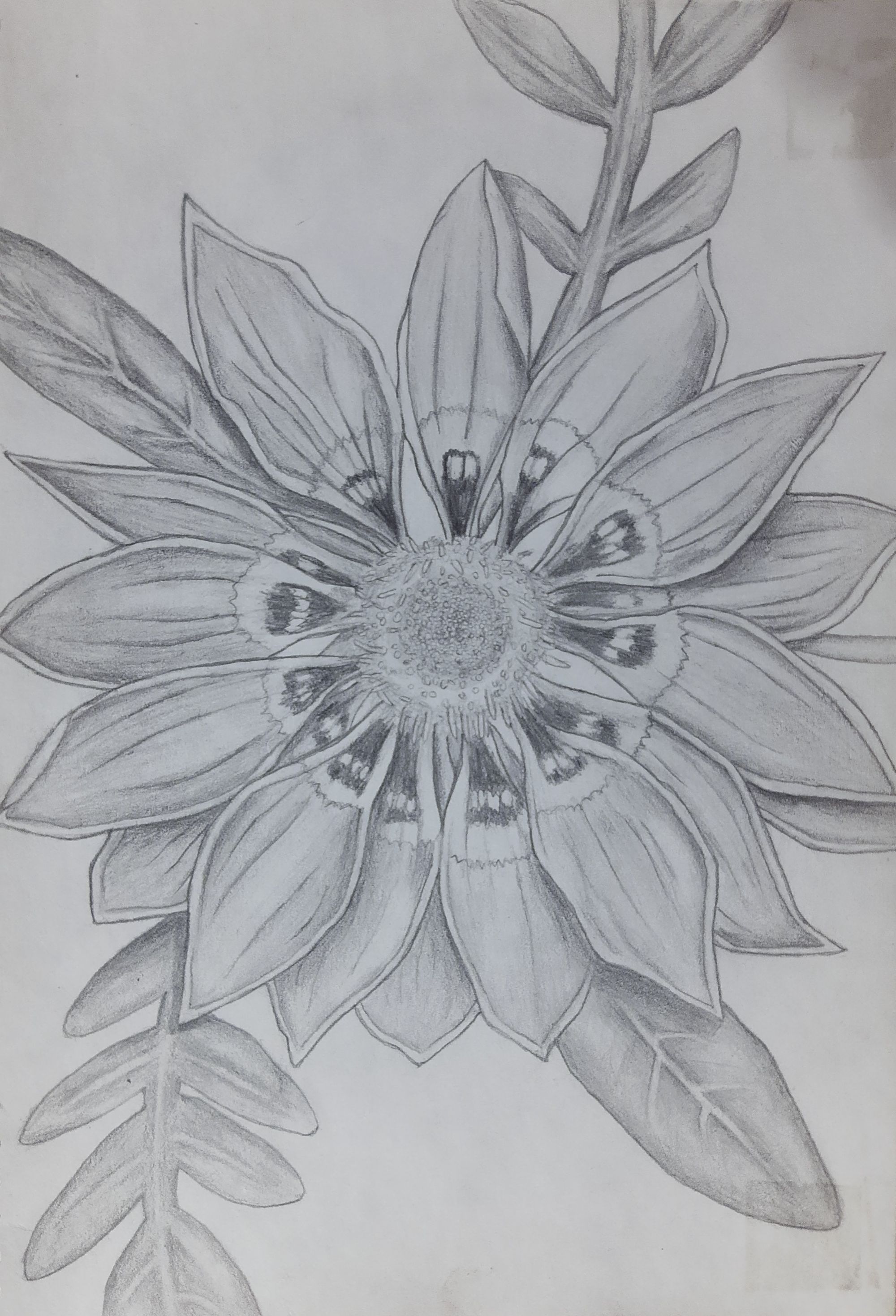 Gerbera