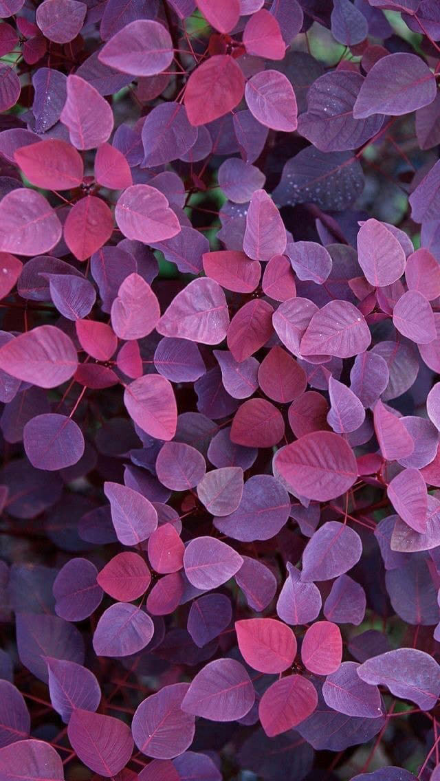 El violeta como estilo de vida 💜