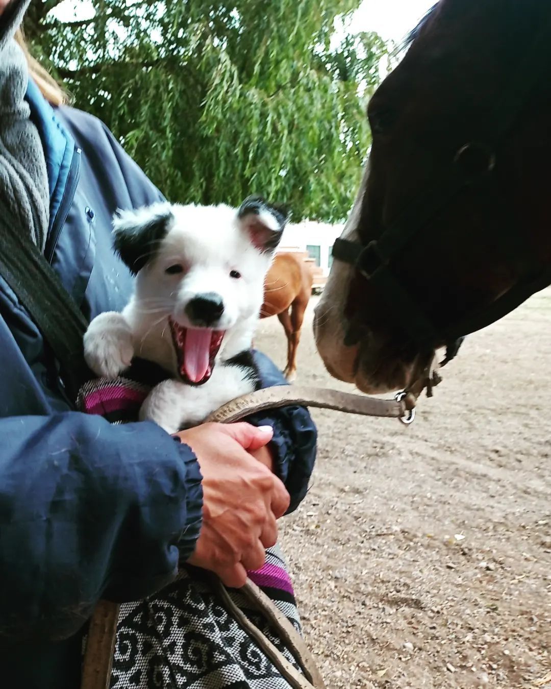Oreo