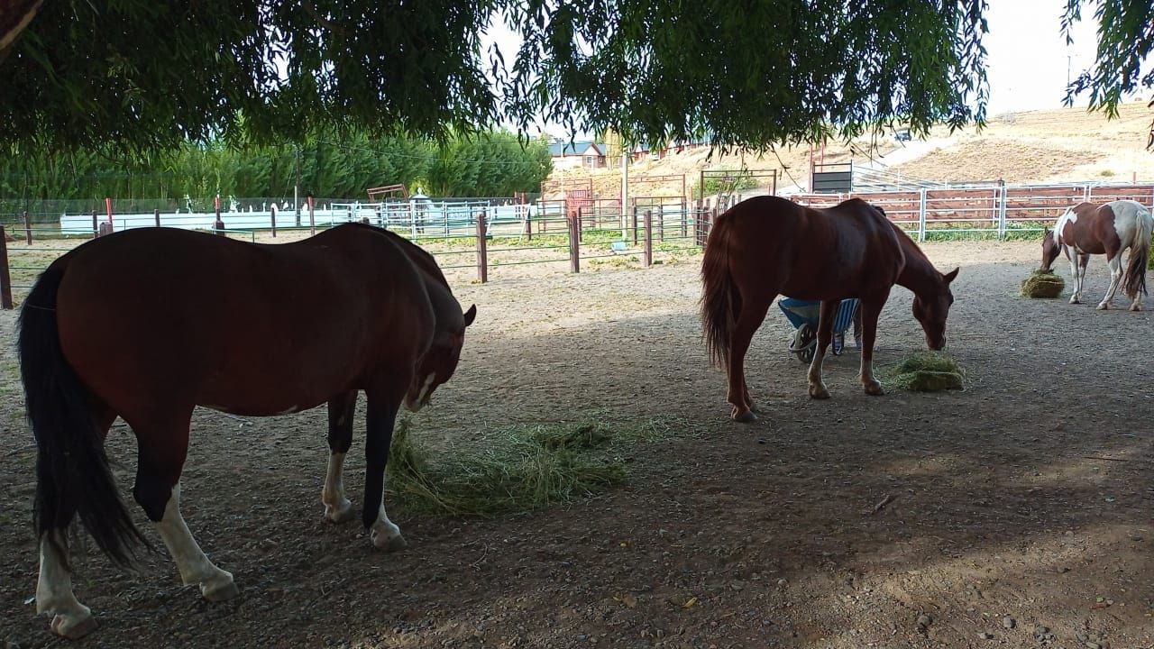 Nuestros Equinos.