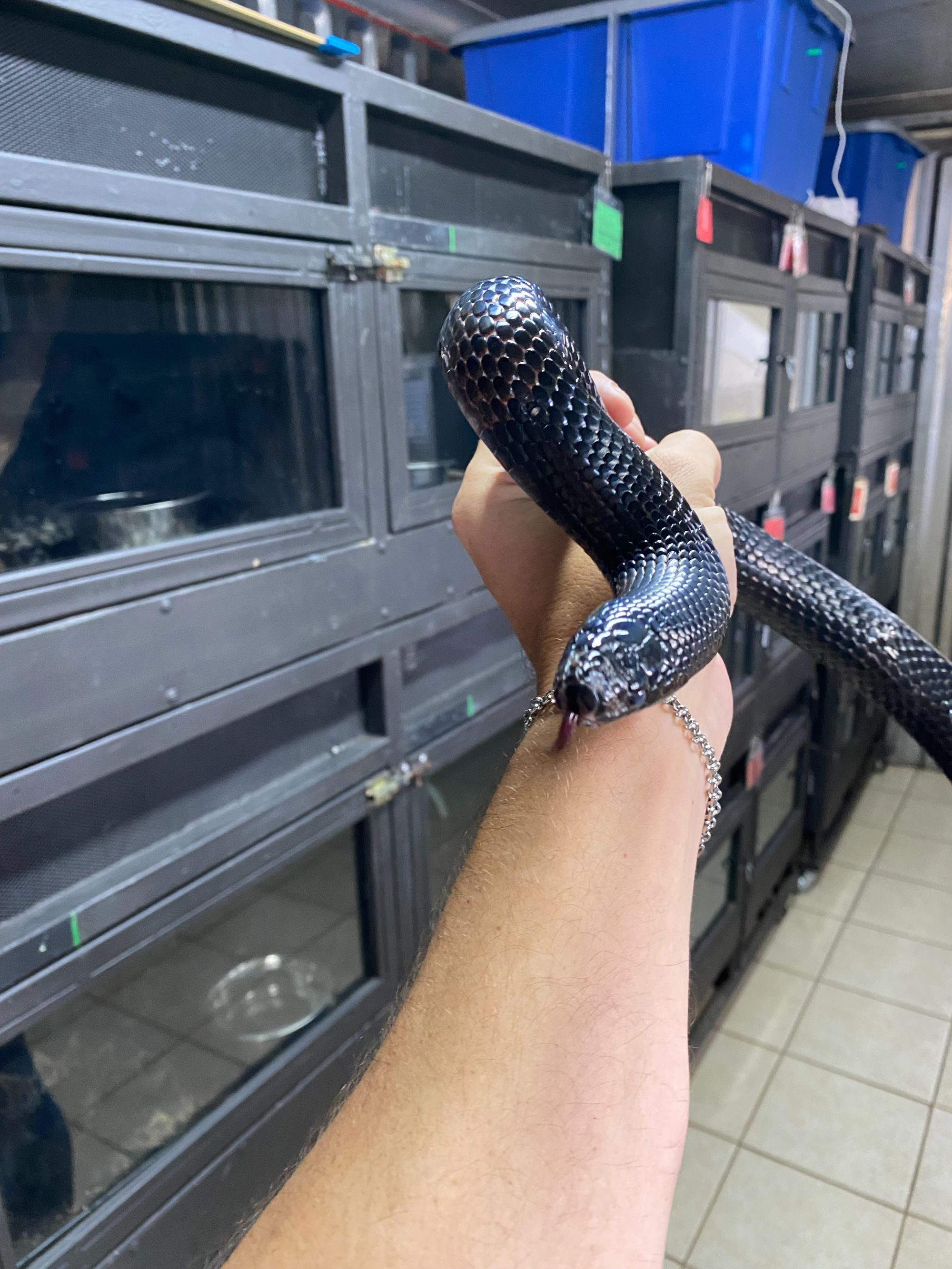 Lampropeltis getula nigrita