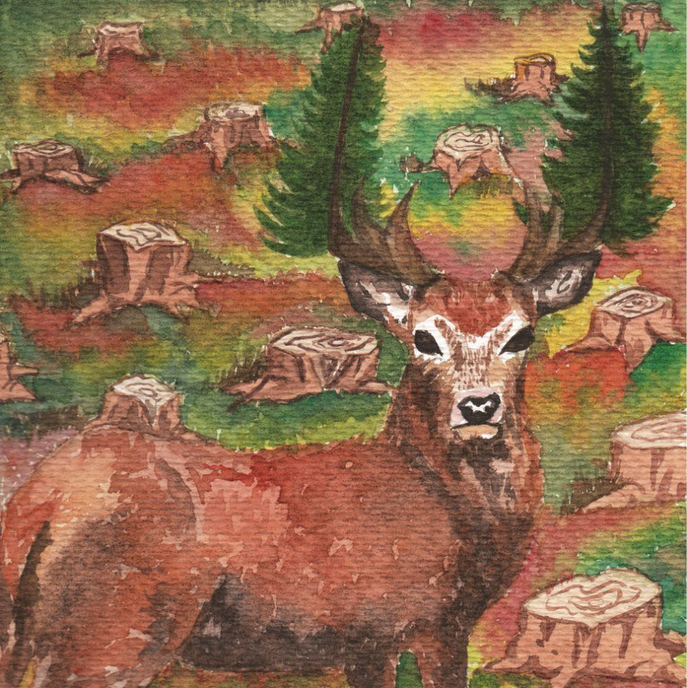 Deforestación