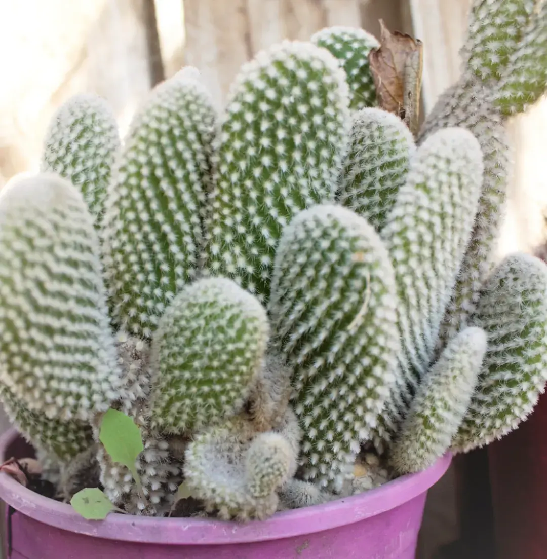 Mis plantitas