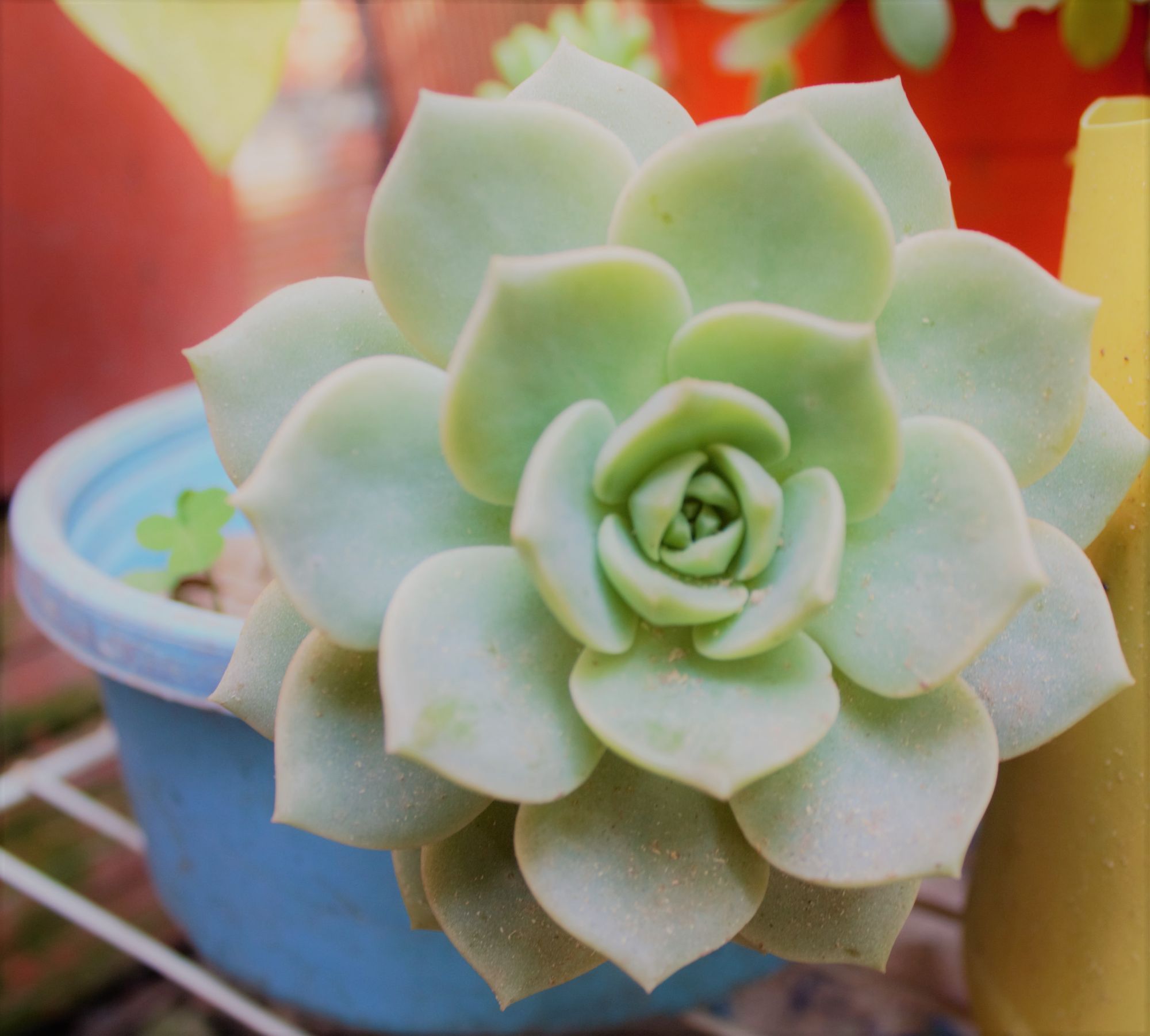 Más plantitas