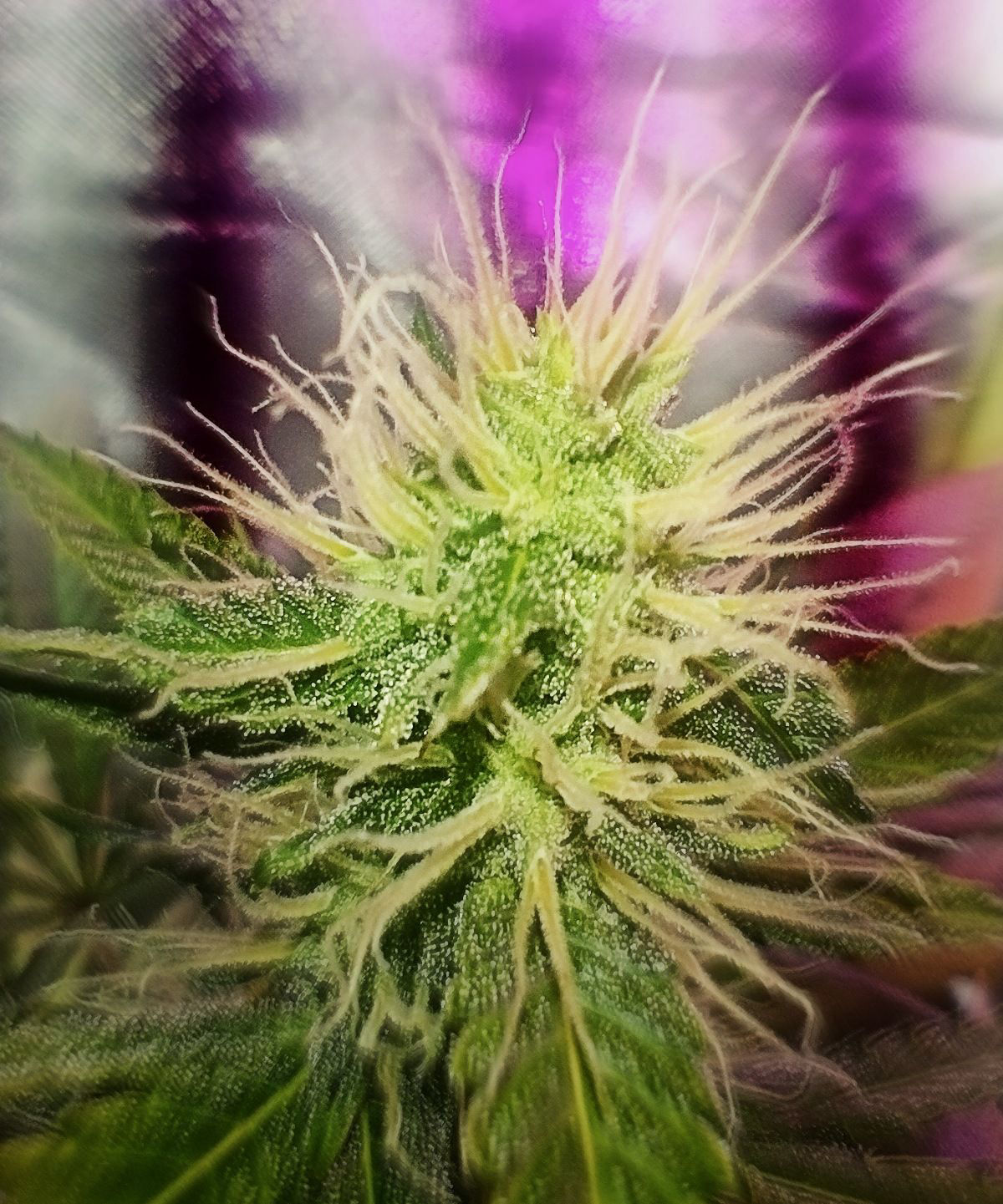 Citrus vv. Ya falta menos🙌🏻