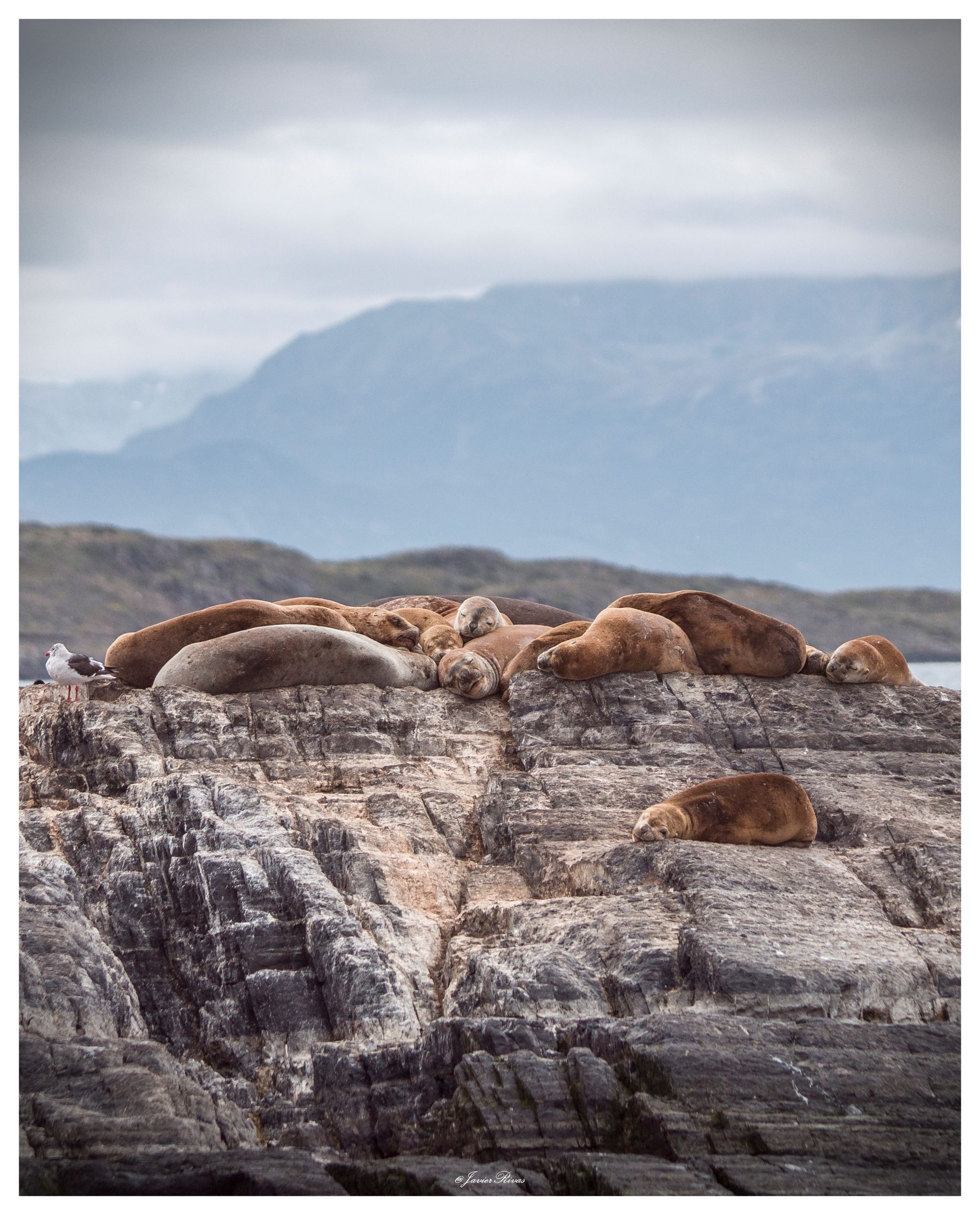 Canal de Beagle Isla de los Lobos