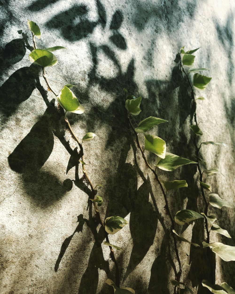 Sombras