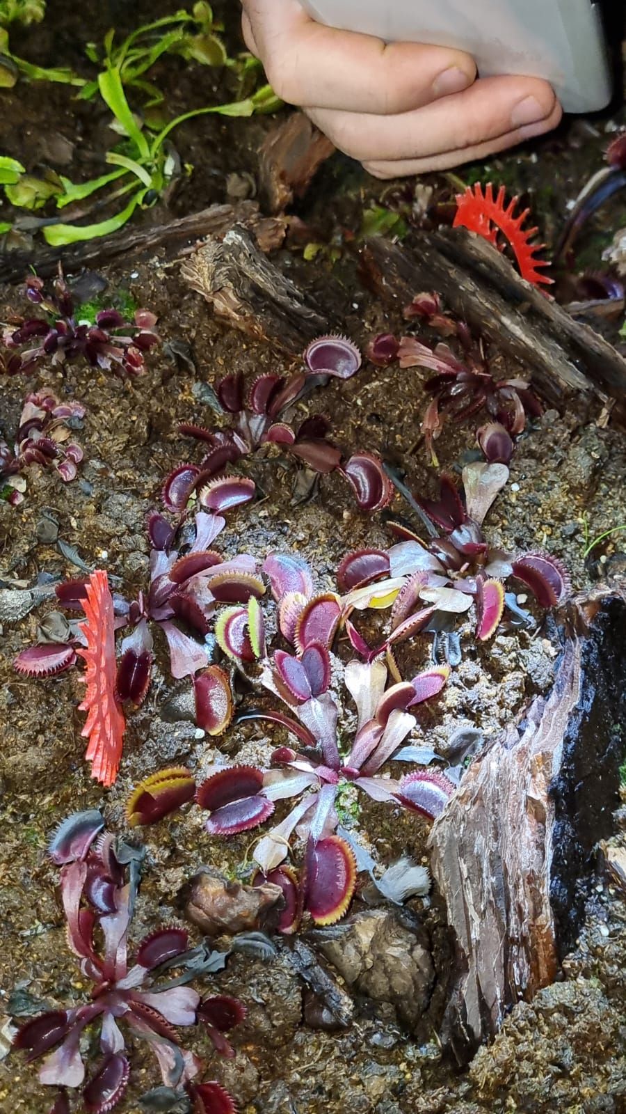 Venus atrapamoscas "piraña roja "
