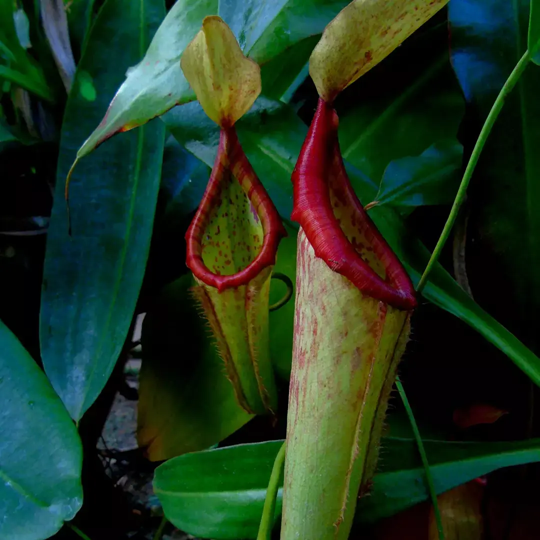 Nepenthes