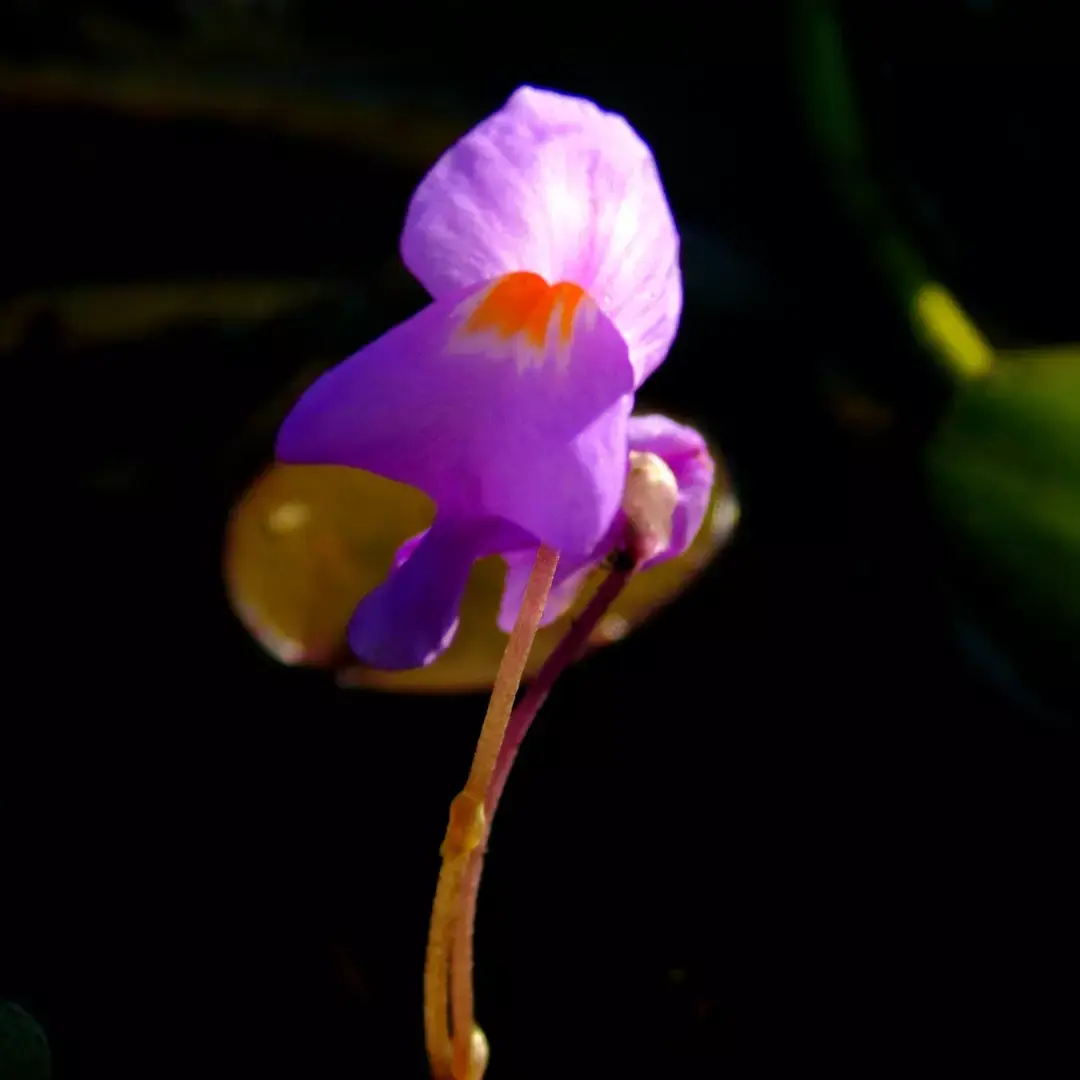 Utricularia myriocista (nativa)