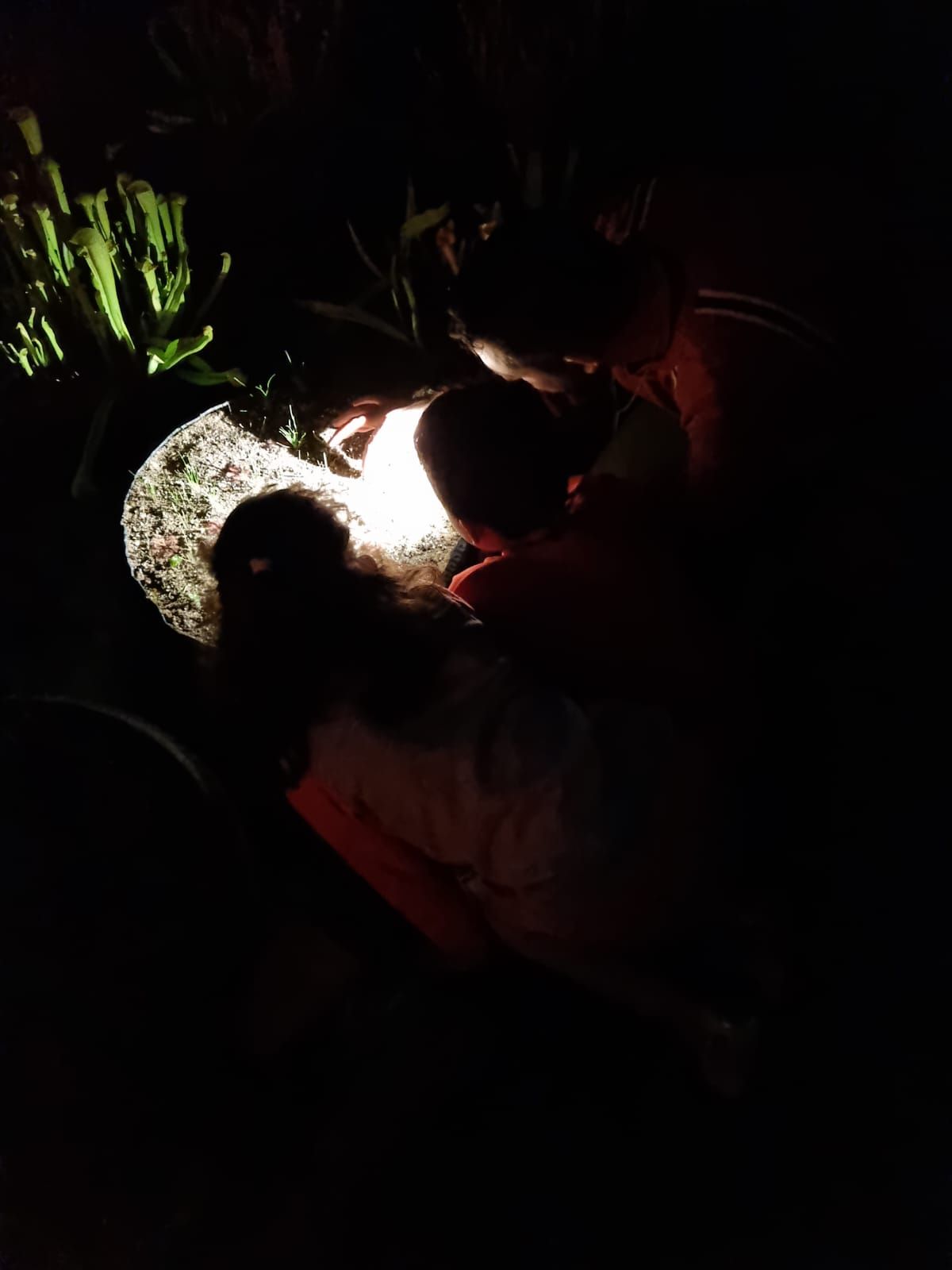 Visitas