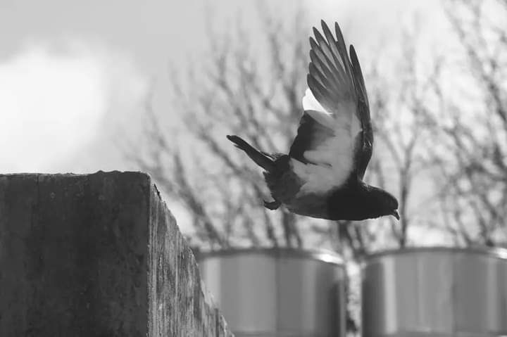 Bird