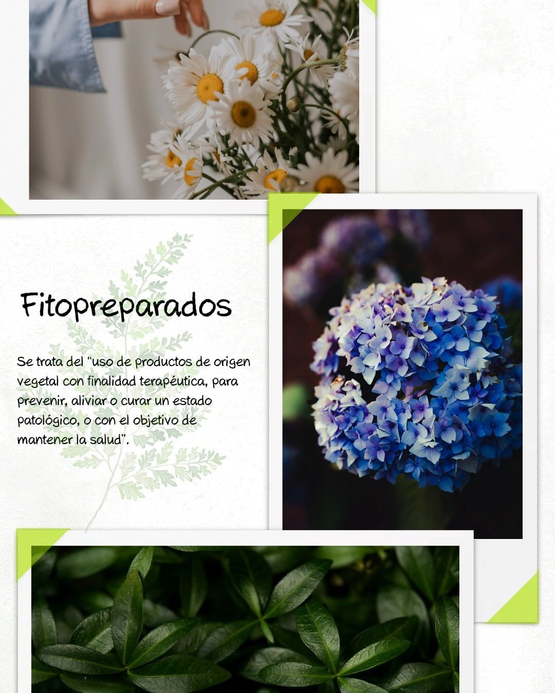 Fitopreparaciones