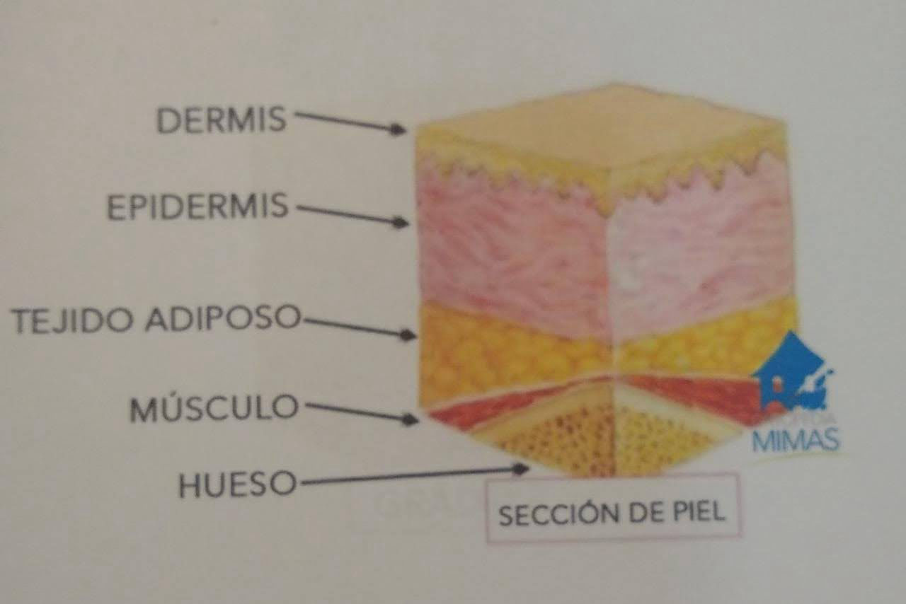 Imágenes de tipo de grados de escaras