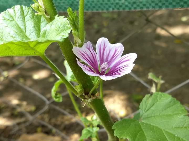 Flor
