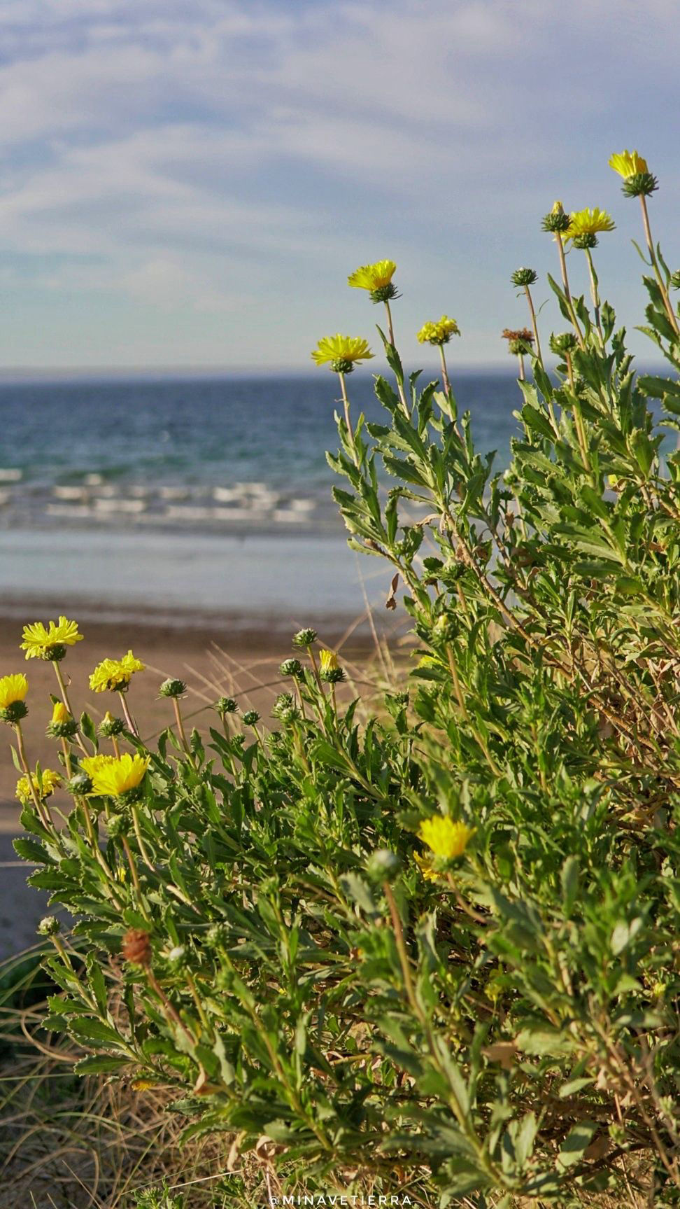 Flores botón de oro Puerto Madryn