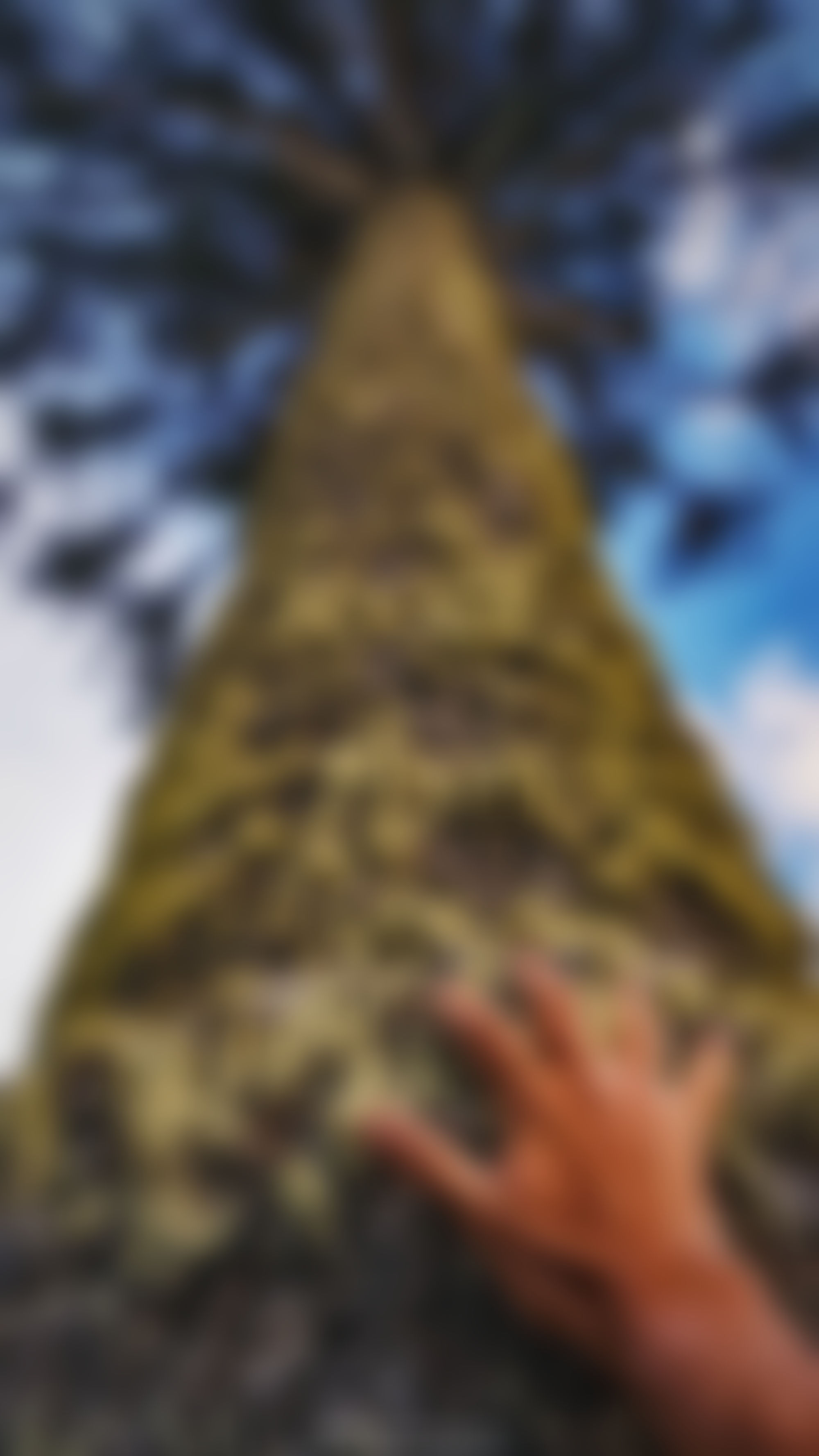Araucaria - Villa Pehuenia