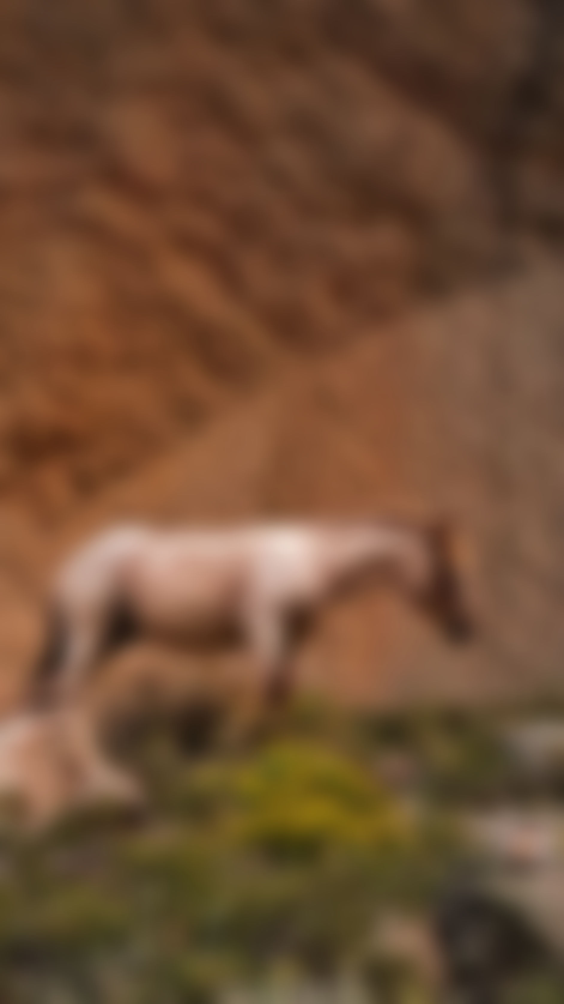 Caballo Vallecitos Mendoza