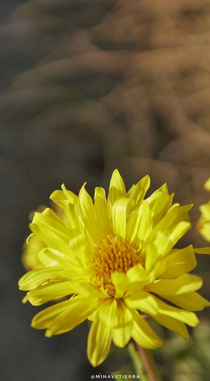 Flor Botón de oro Puerto Madryn