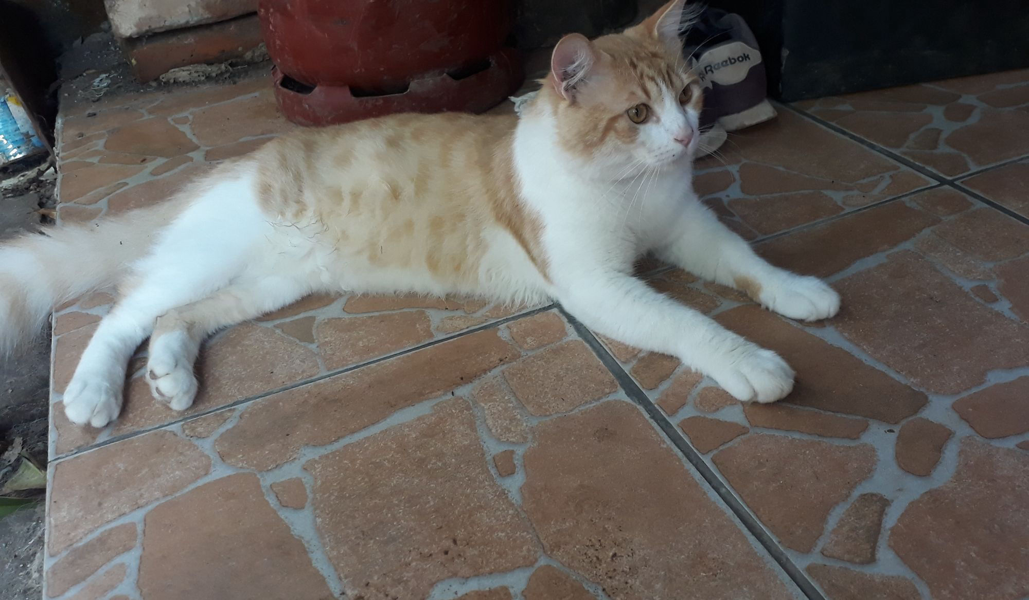 Gringo ❤