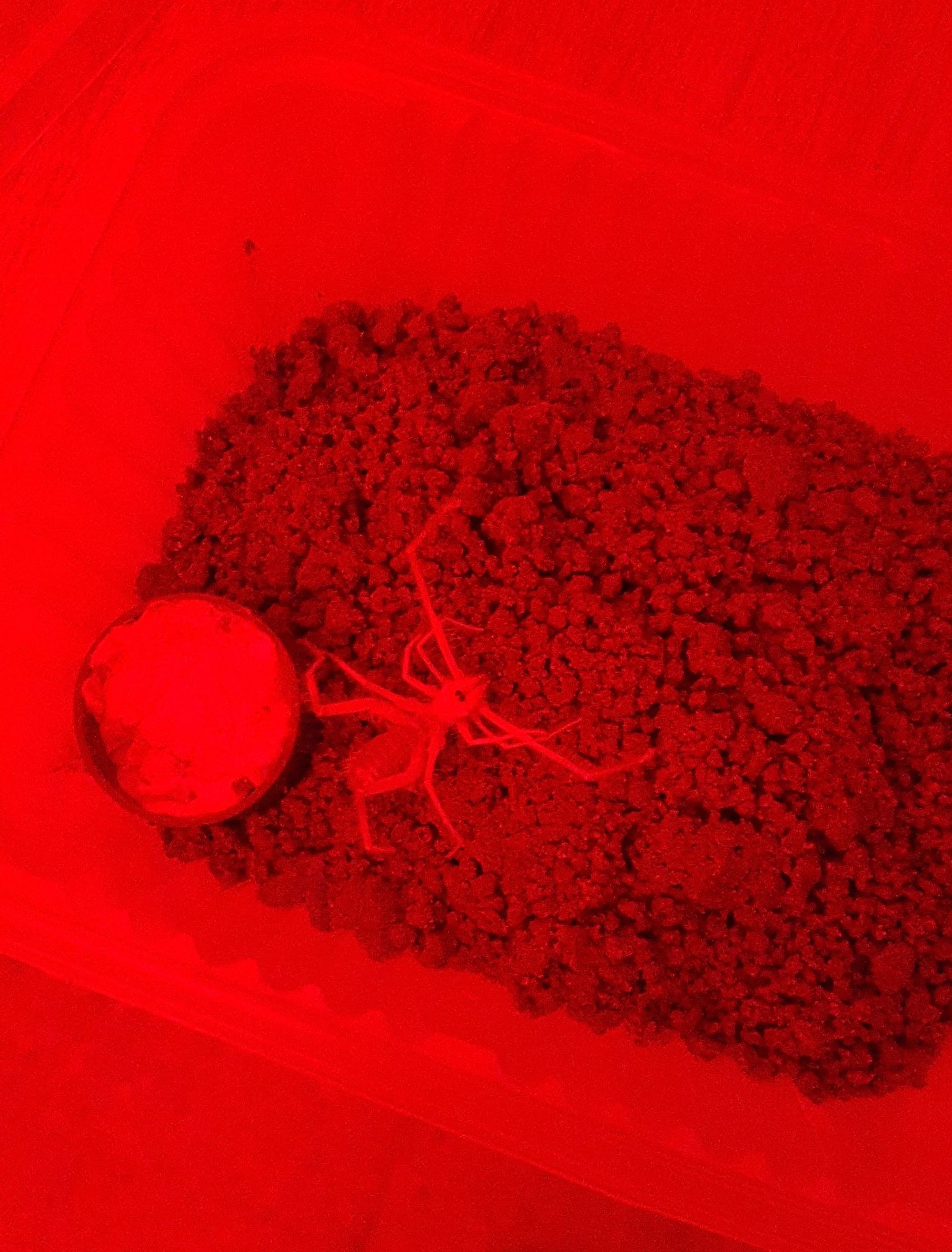 Solifugos en laboratorio