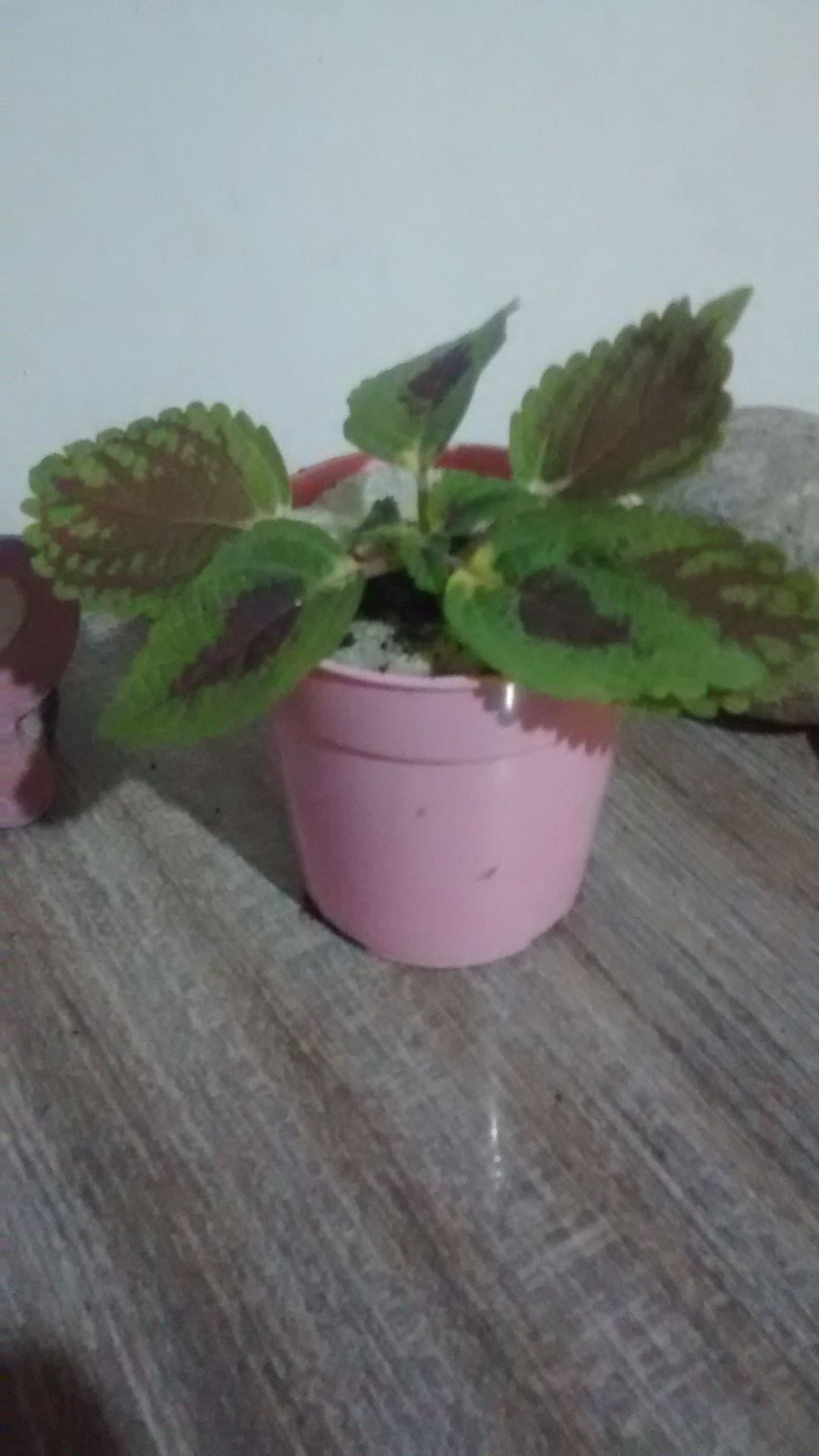 Luna de miel