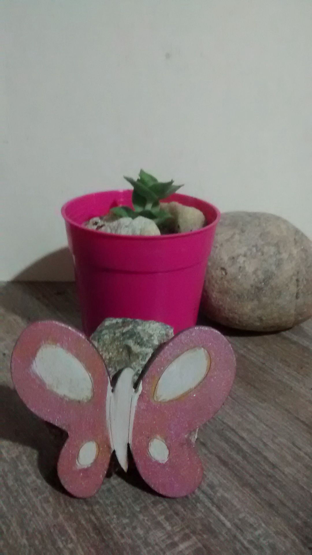 Suculenta