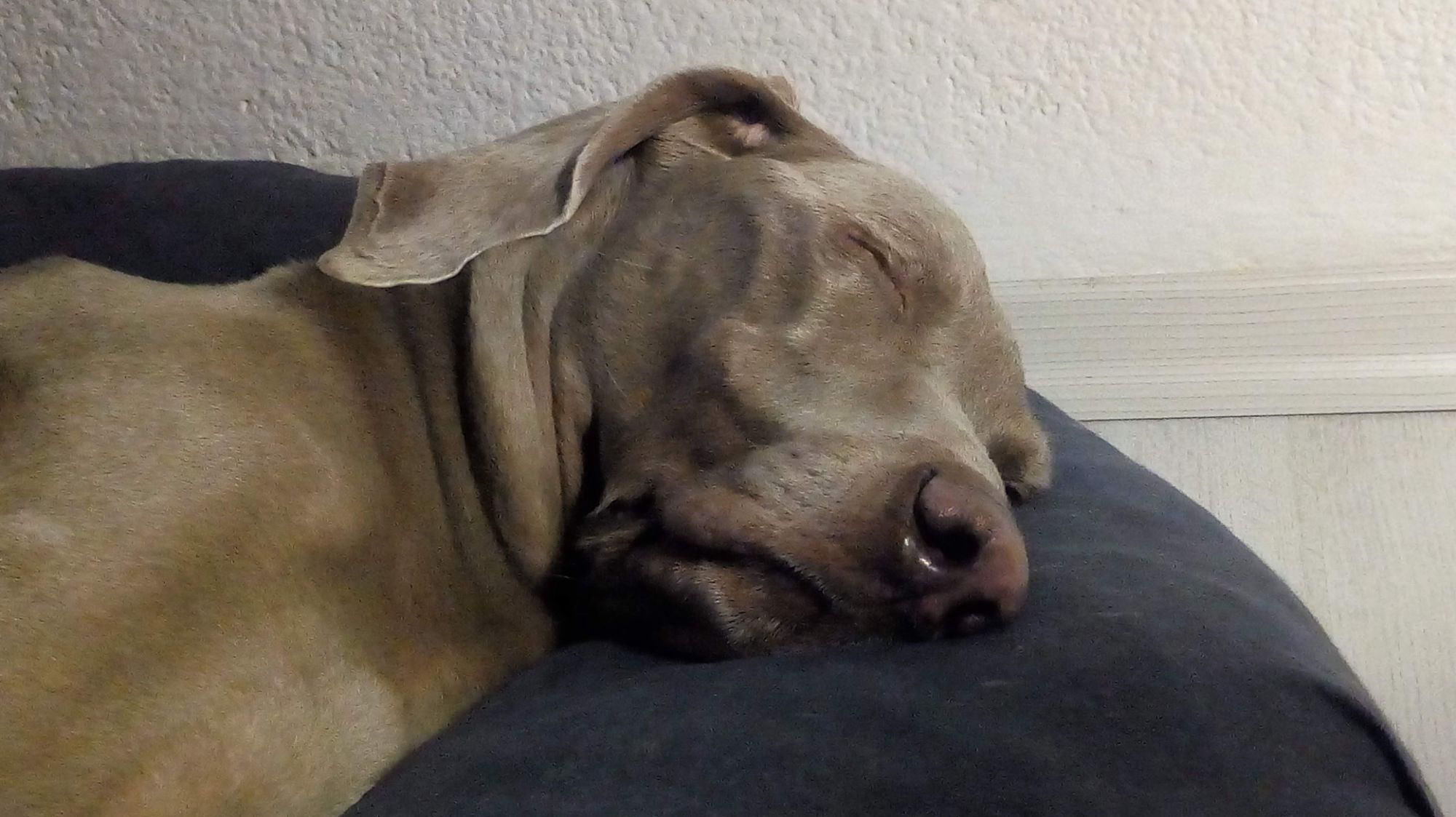 Practicando dormir