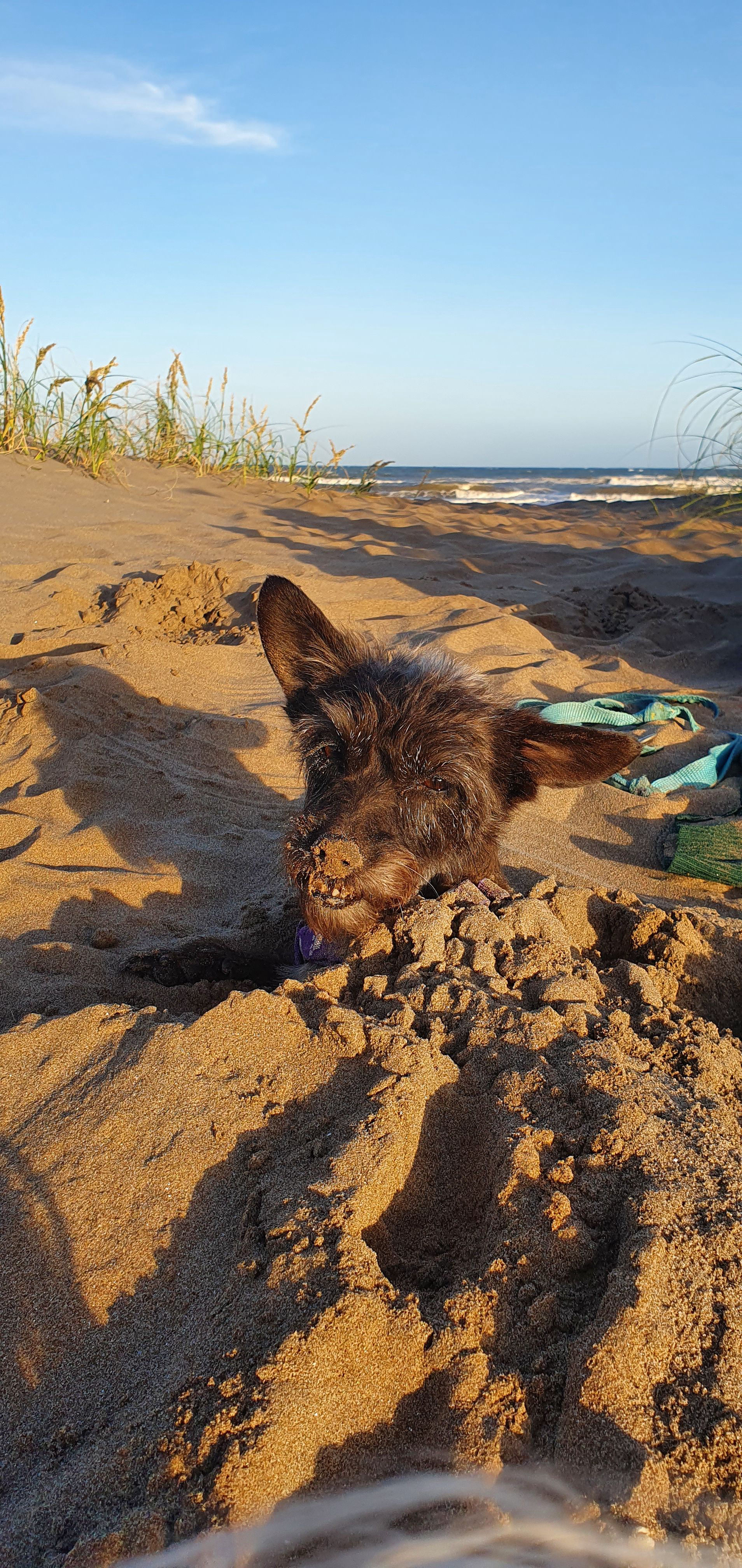 La Chula siestando en la playa