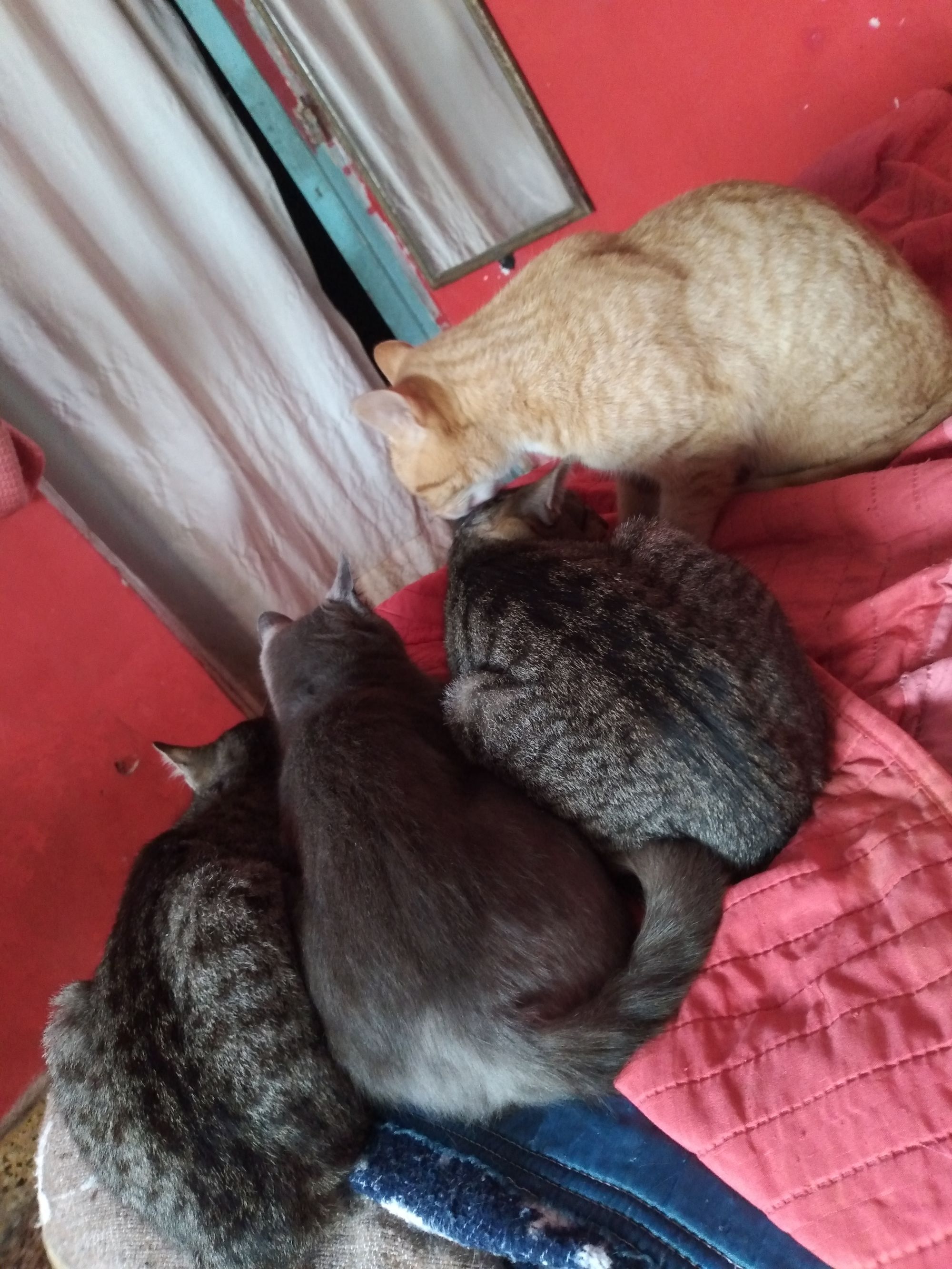 Panquecito bañando a Fachero