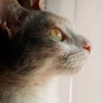 Imagen de perfil